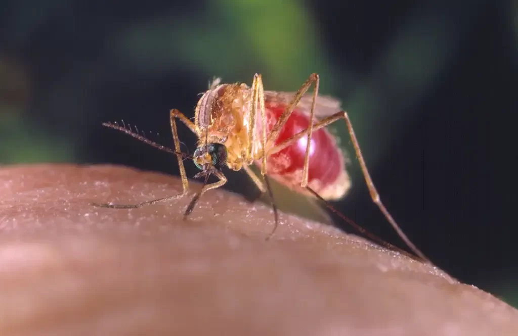 mosquito polvora
