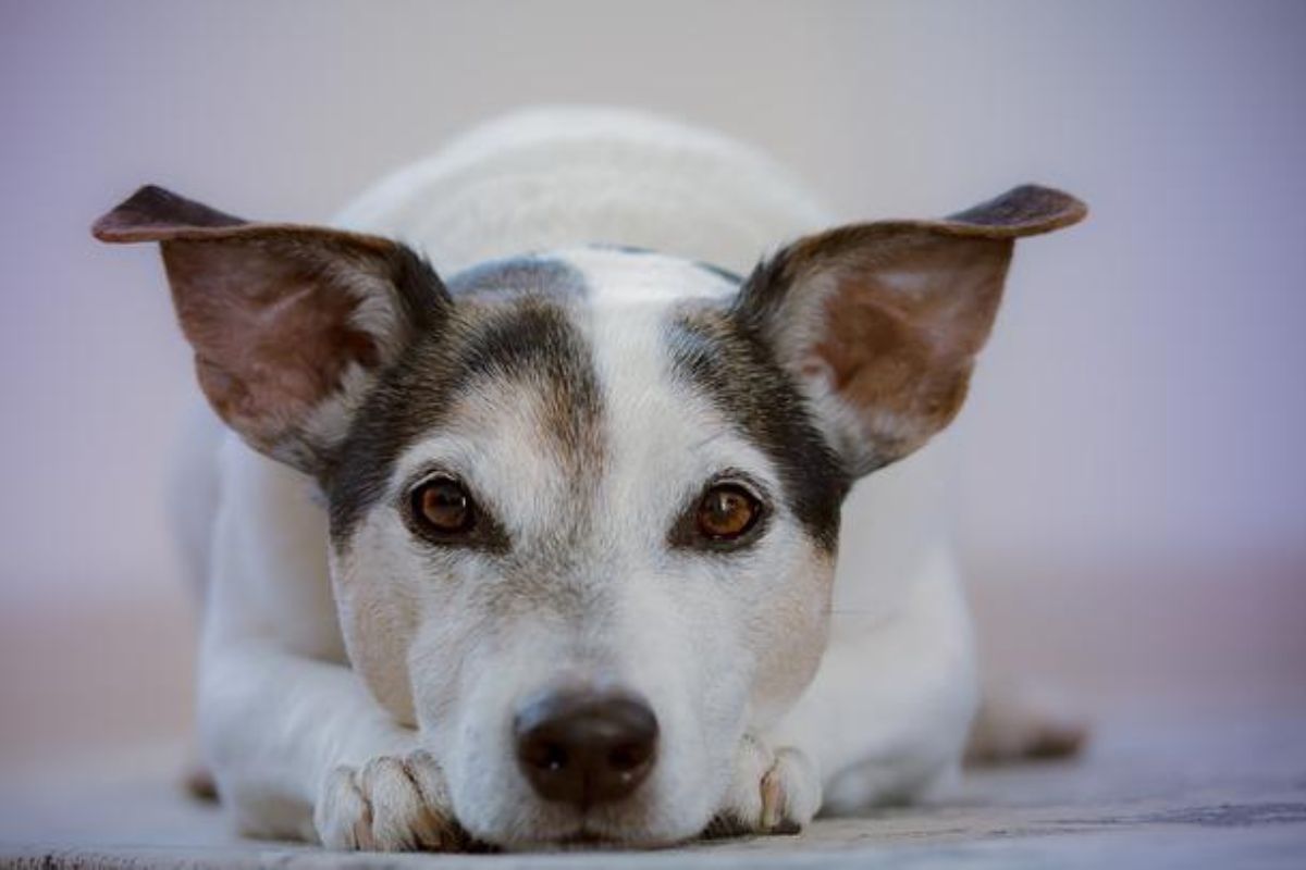 Feira de adoção de pets será neste sábado (11), em um shopping da Capital. (Foto: Divulgação)