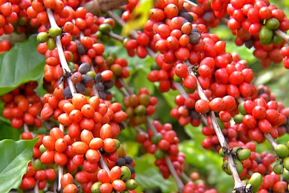 Área de produção de café já antinge 17 mil hectares em 2024. (Foto: Reprodução)