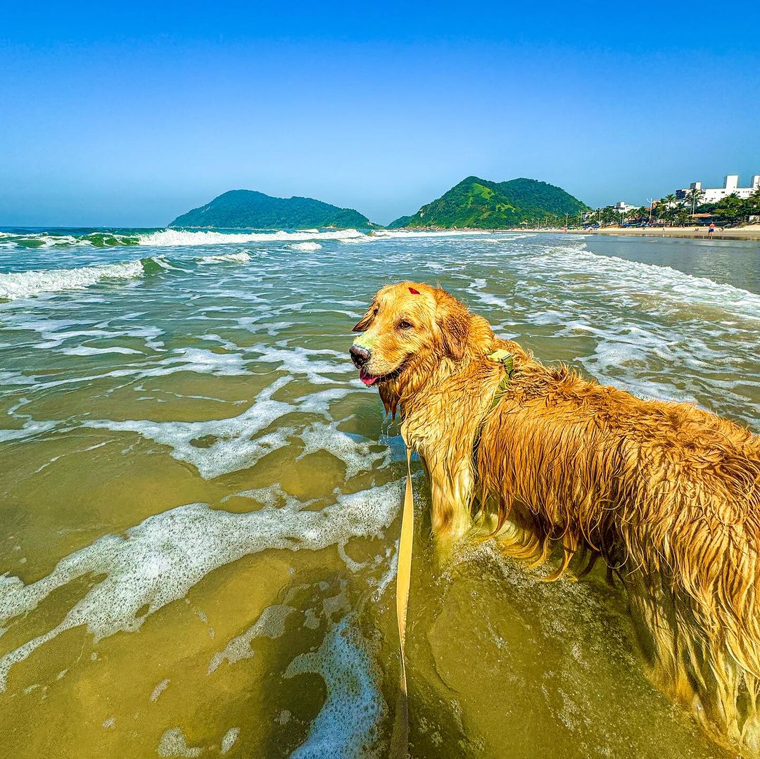 Alfredo na praia