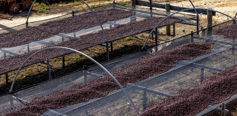 Terreirão, estrutura de secagem de café. (Foto: Reprodução)