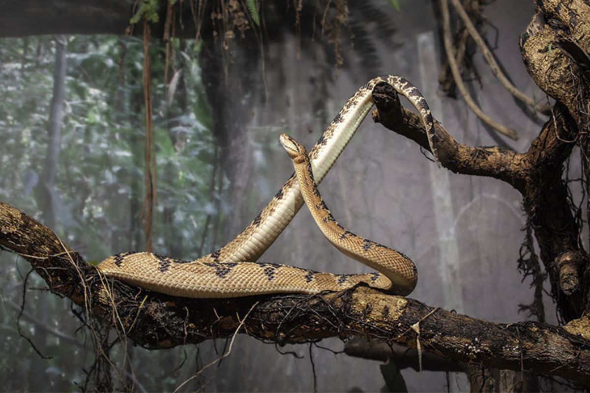 Conheça as 4 serpentes mais venenosas do Brasil