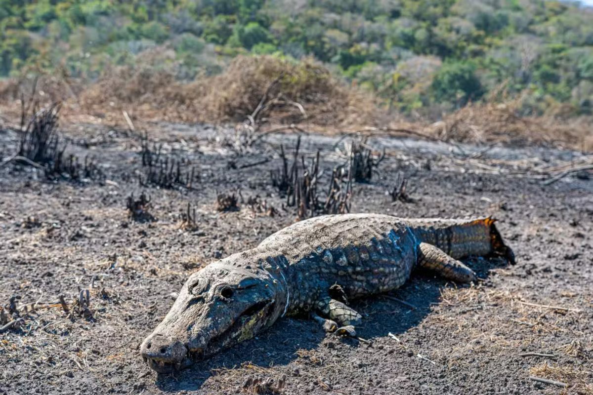 Segundo o INPE (Instituto Nacional de Pesquisas Espaciais), em Mato Grosso, onde fica 40% do Pantanal, houve 495 focos de incêndio em 2024. (Foto: Gustavo Figueirôa/Arquivo Pessoal)