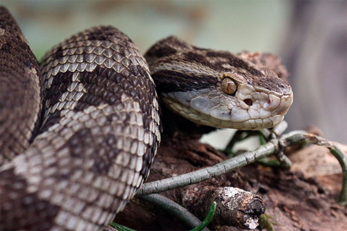 Conheça as 4 serpentes mais venenosas do Brasil