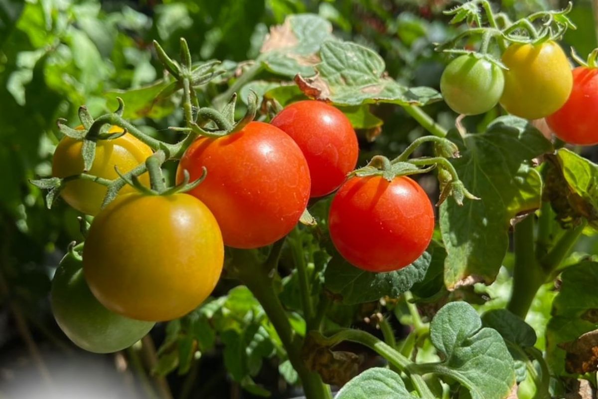 tomate ainda no pé, disponível no feirão de plantas