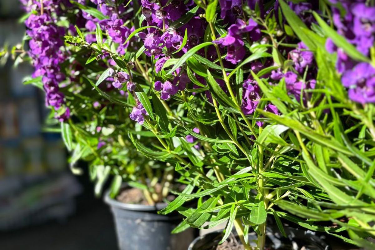 Vasos da planta lavanda expostos em feira