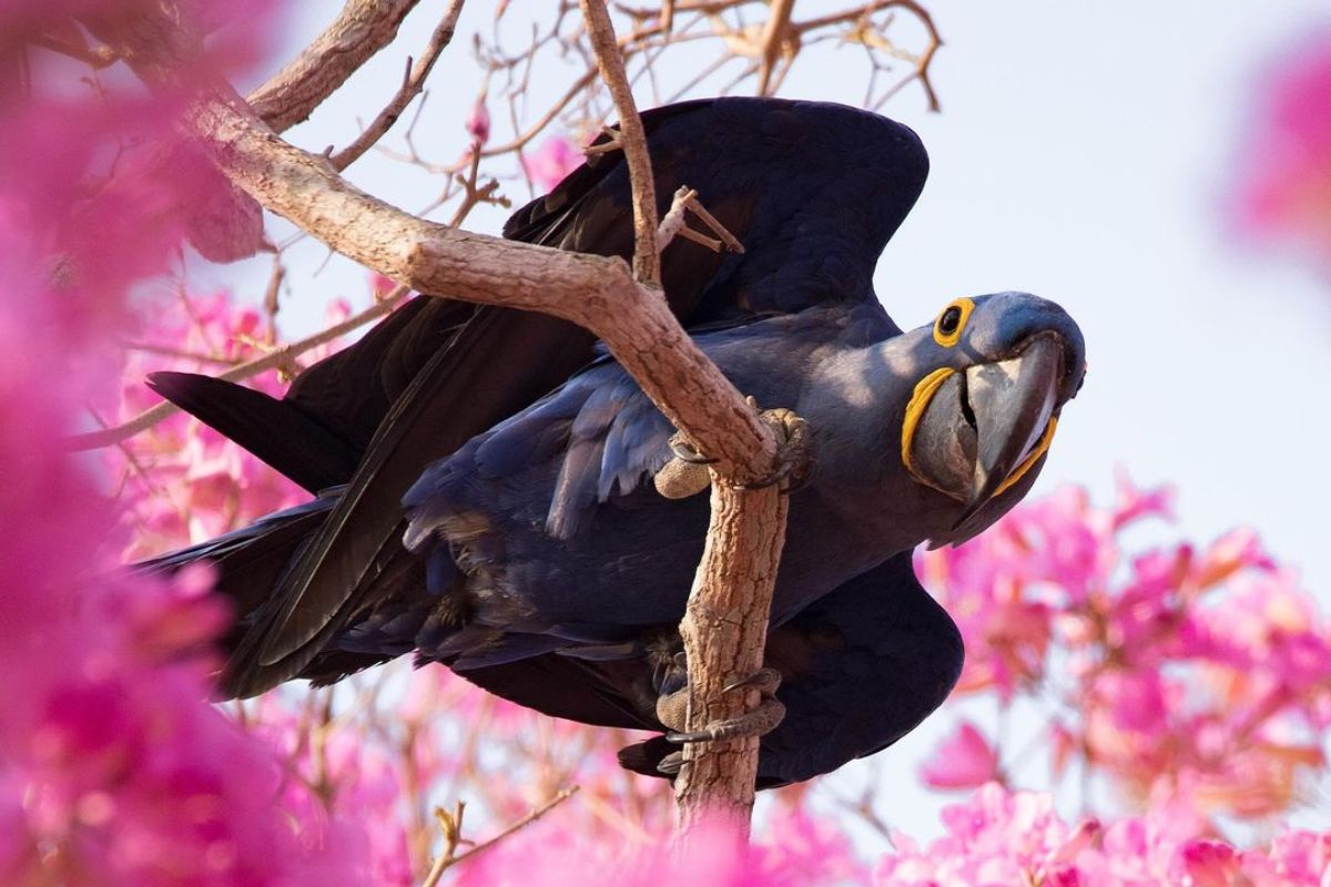 Fotogragia autoral de Amaury Santos. 