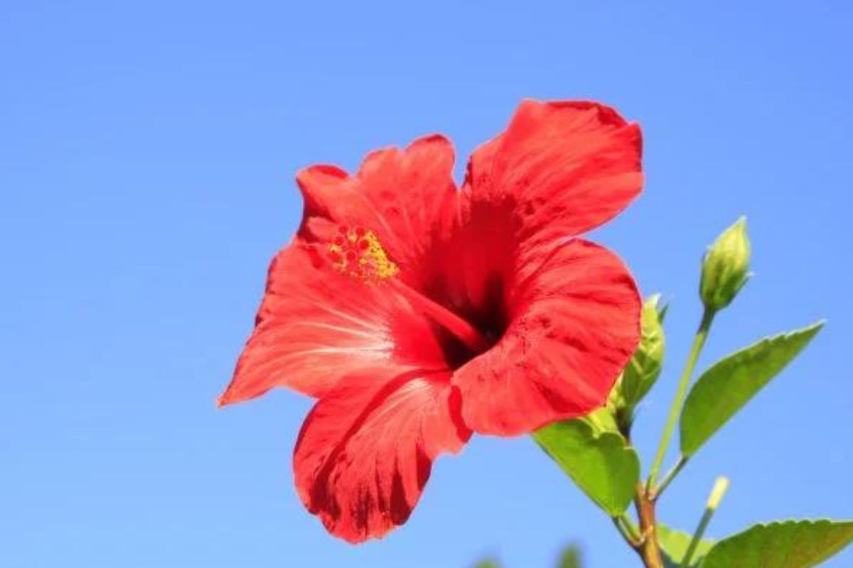 Flor Hibisco