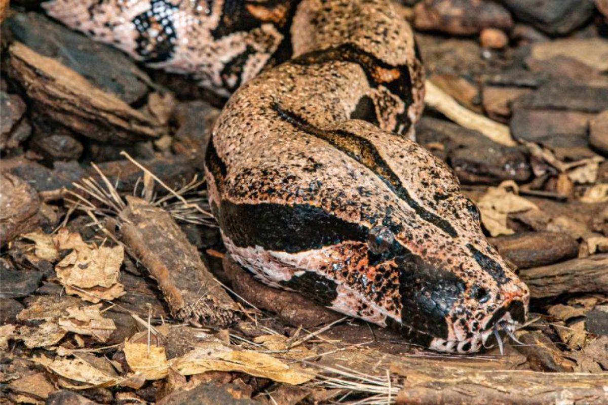 Jiboia pode ser encontrada no Pantanal (Foto: Divulgação/Instituto Butantan)