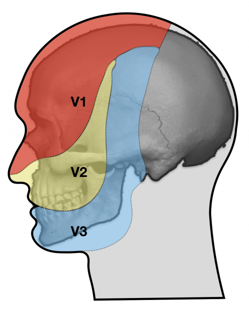 Neuralgia do Trigêmeo afeta três áreas faciais, causando dor incapacitante. (Foto: Ilustrativa)