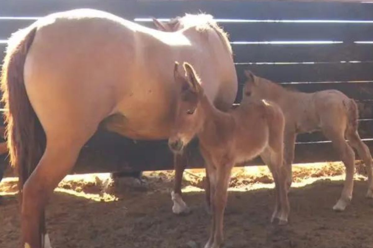 Você sabia? A égua pode dar à luz a potro e burro ao mesmo tempo