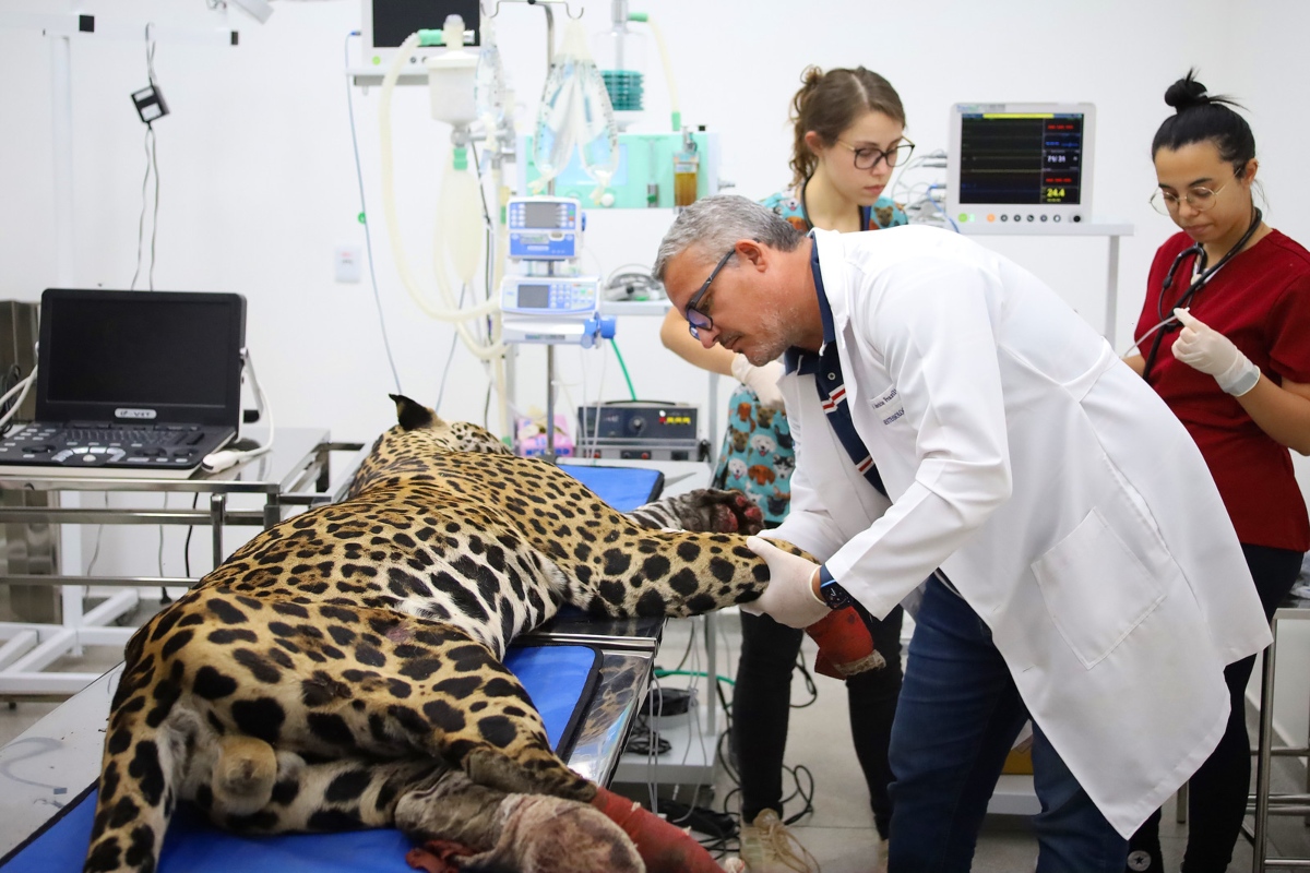 Antã realizando exames médicos no Hospital de Campo Grande. (Foto: Alvaro Rezende/ GovMS)