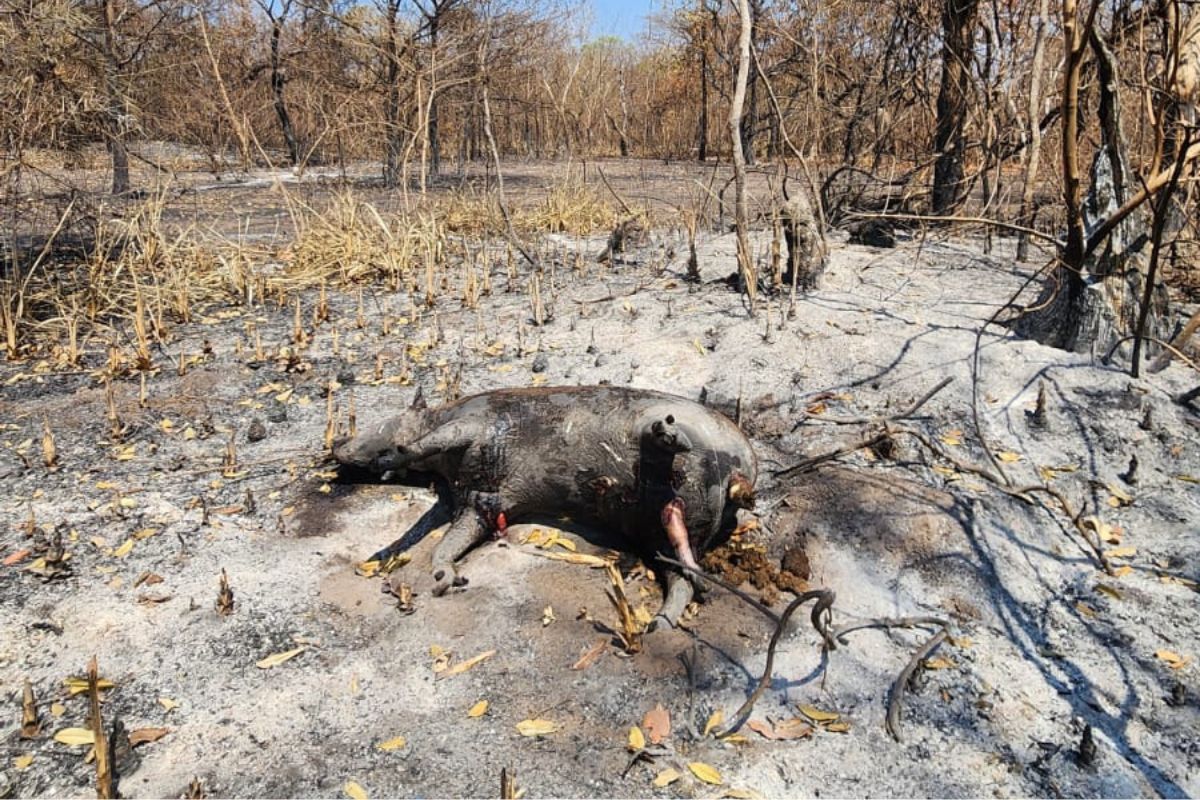 Anta morta pelo incêndio (Foto: ICMBio)