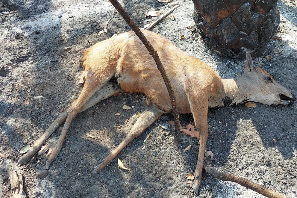 Animal morto por conta das queimadas no Pantanal (Foto: ICMbio)