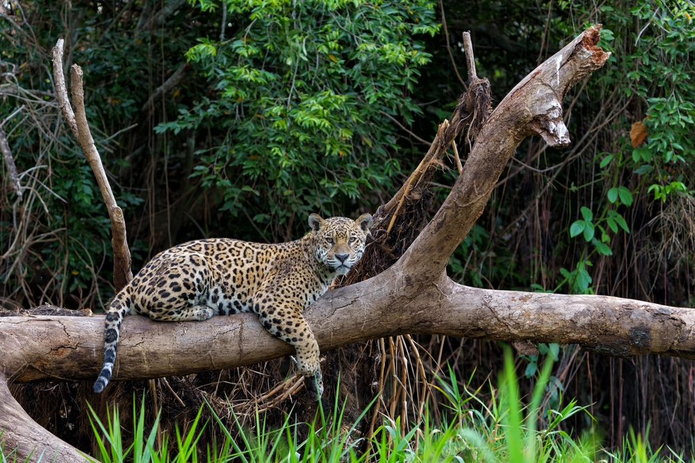 Editais fomentam ideias de negocios ligadas ao Cerrado e Pantanal 2