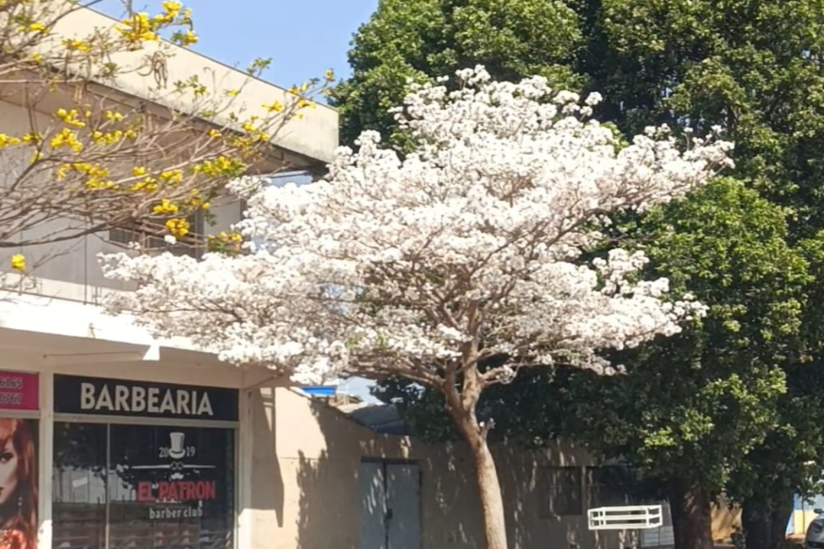 Ipê florido no bairro Vila Sobrinho em Campo Grande (Foto: Lidiane Rodrigues)