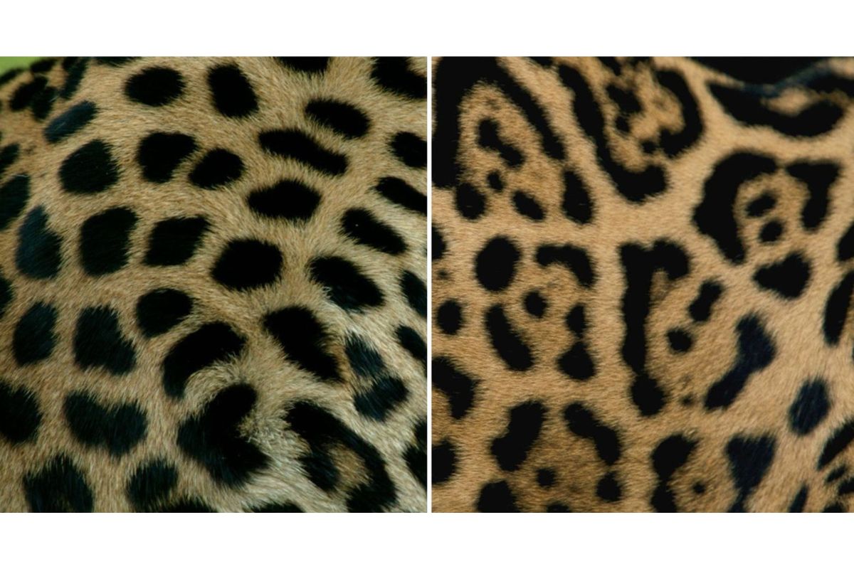 À esquerda, a pelagem de um leopardo; à direita, a pelagem de uma onça-pintada. (Foto: Reprodução/ Nacional Geographic)