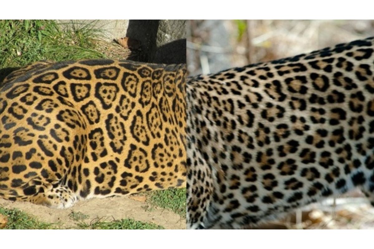 À esquerda, a pelagem de uma onça-pintada; à direita, a pelagem de um leopardo. (Foto: Reprodução)