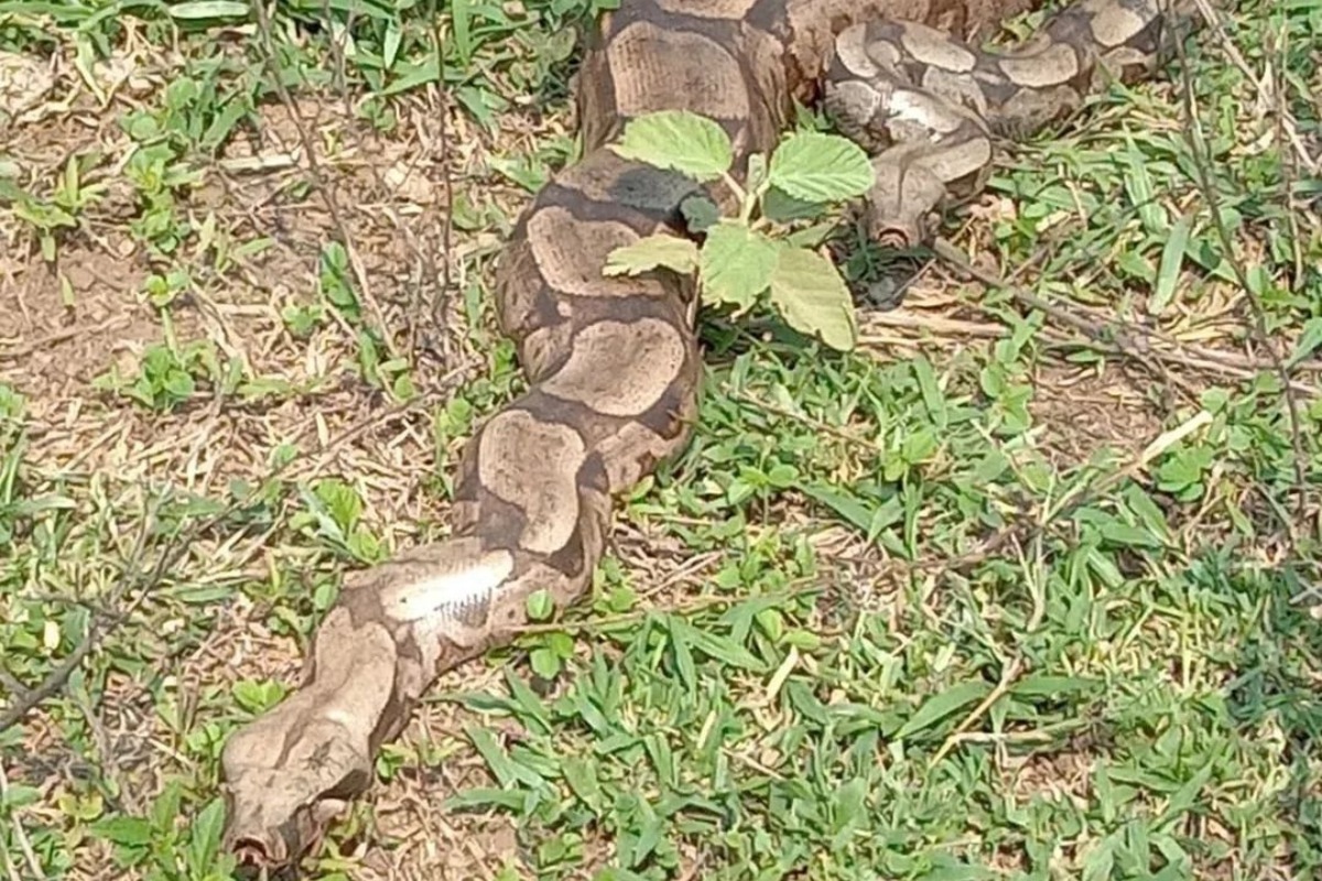 Jibóia fêmea e macho acasalando (Foto: Projeto Jaguatiricas)