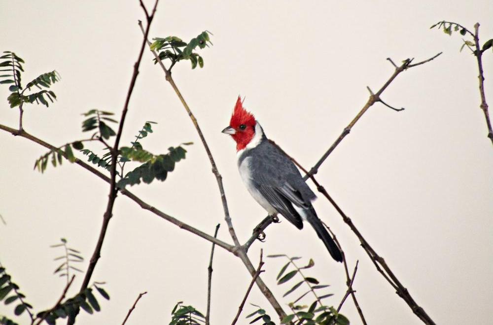 Desafio de observação de aves será neste fim de semana em Cuiabá e Santo Antônio. (Foto: Reprodução)