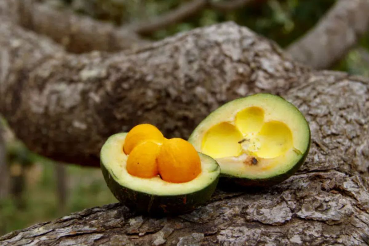 Pequi é fruto típico do Cerrado. (Foto: Reprodução)