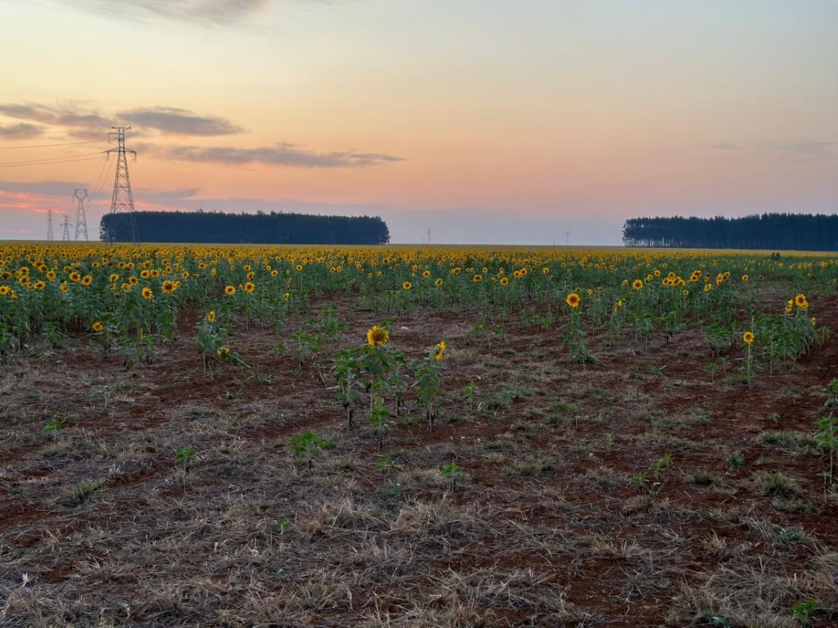 plantacao de girassol setembro 2024 campo grande ms foto ok