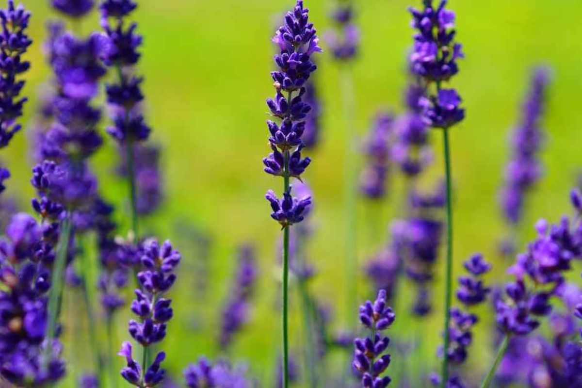 Lavanda 1