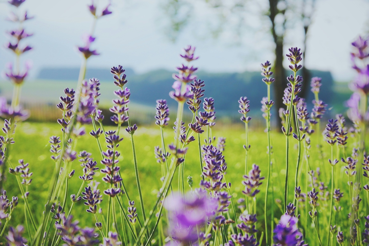 Lavanda