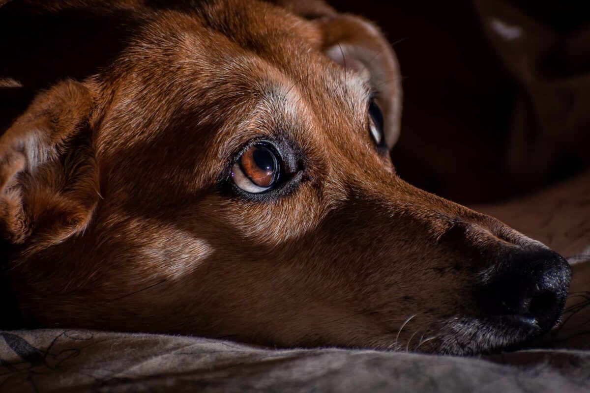 closeup shot of an adorable and cute brown dog scaled 1