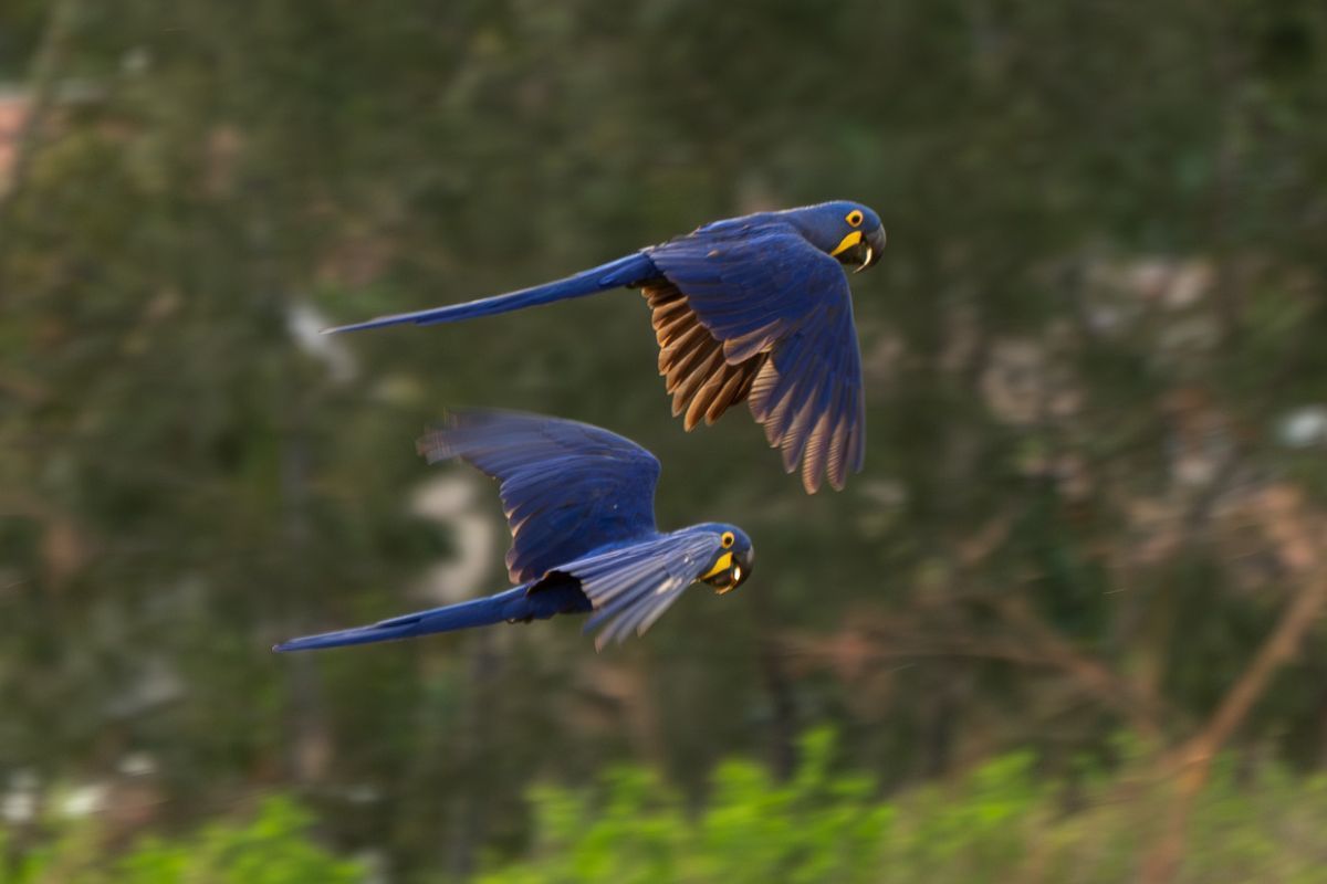 Arara Azul - Anodorhynchus hyacinthinus