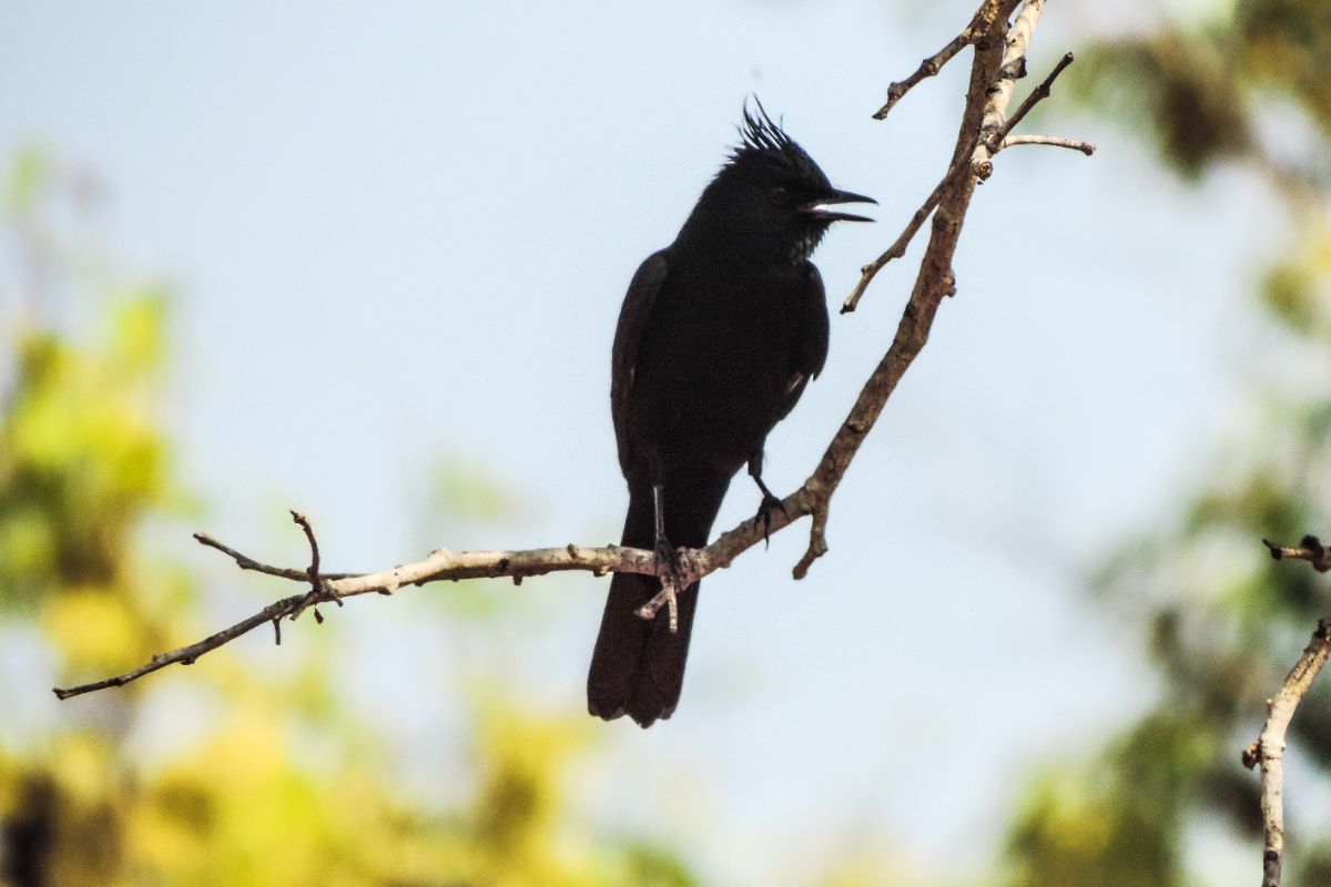 Maria preta de penacho - Knipolegus lophotes