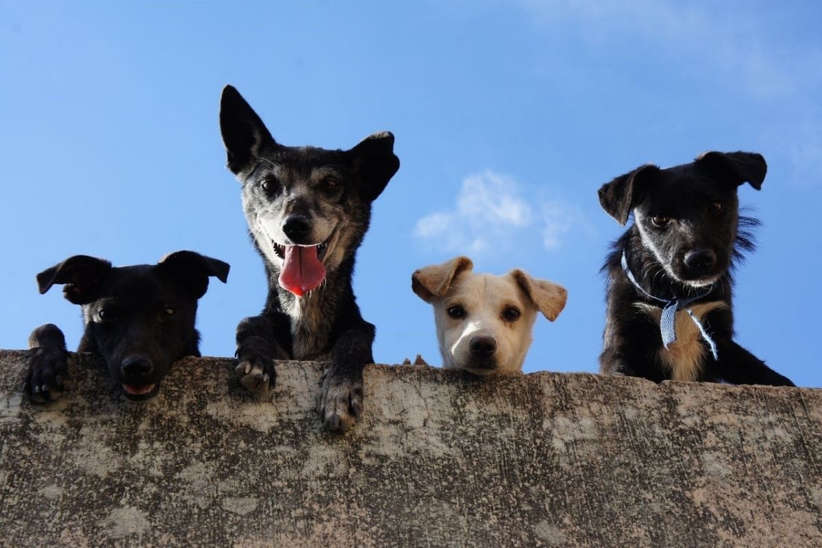 adocao de animais