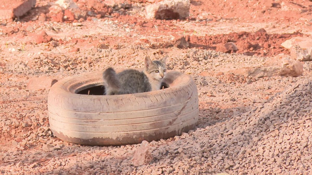 Gatinho na rua de Campo Grande