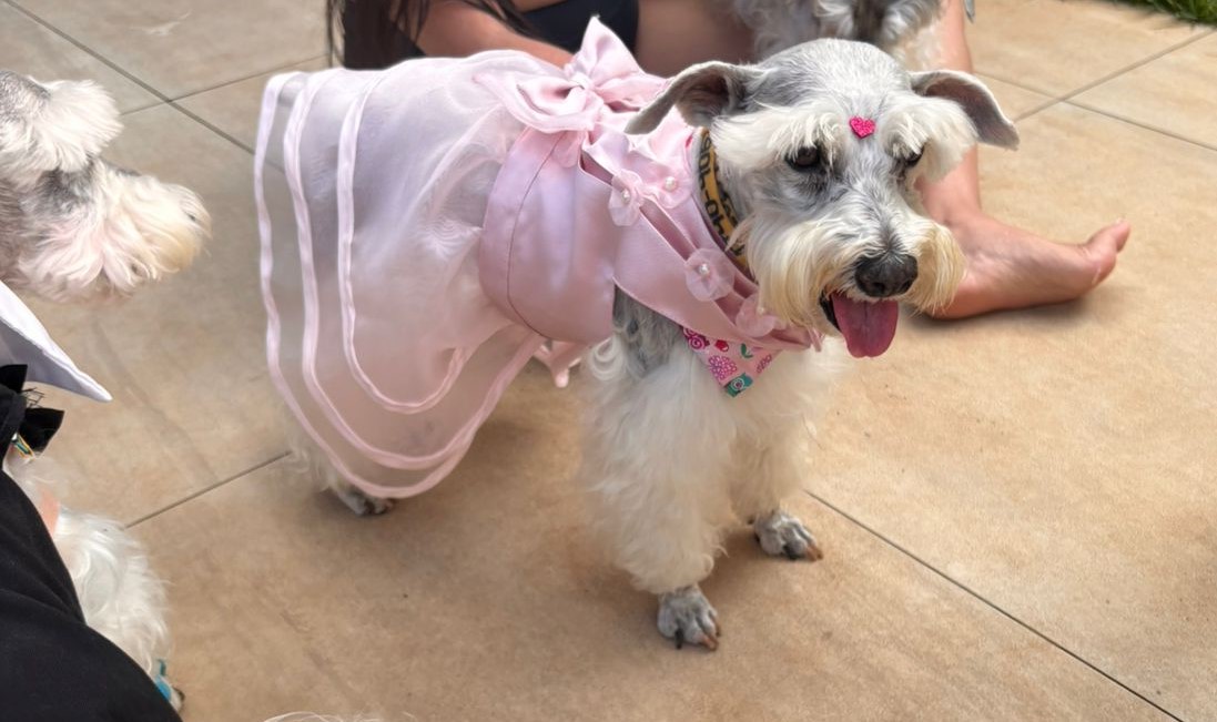 lola vestido debutante