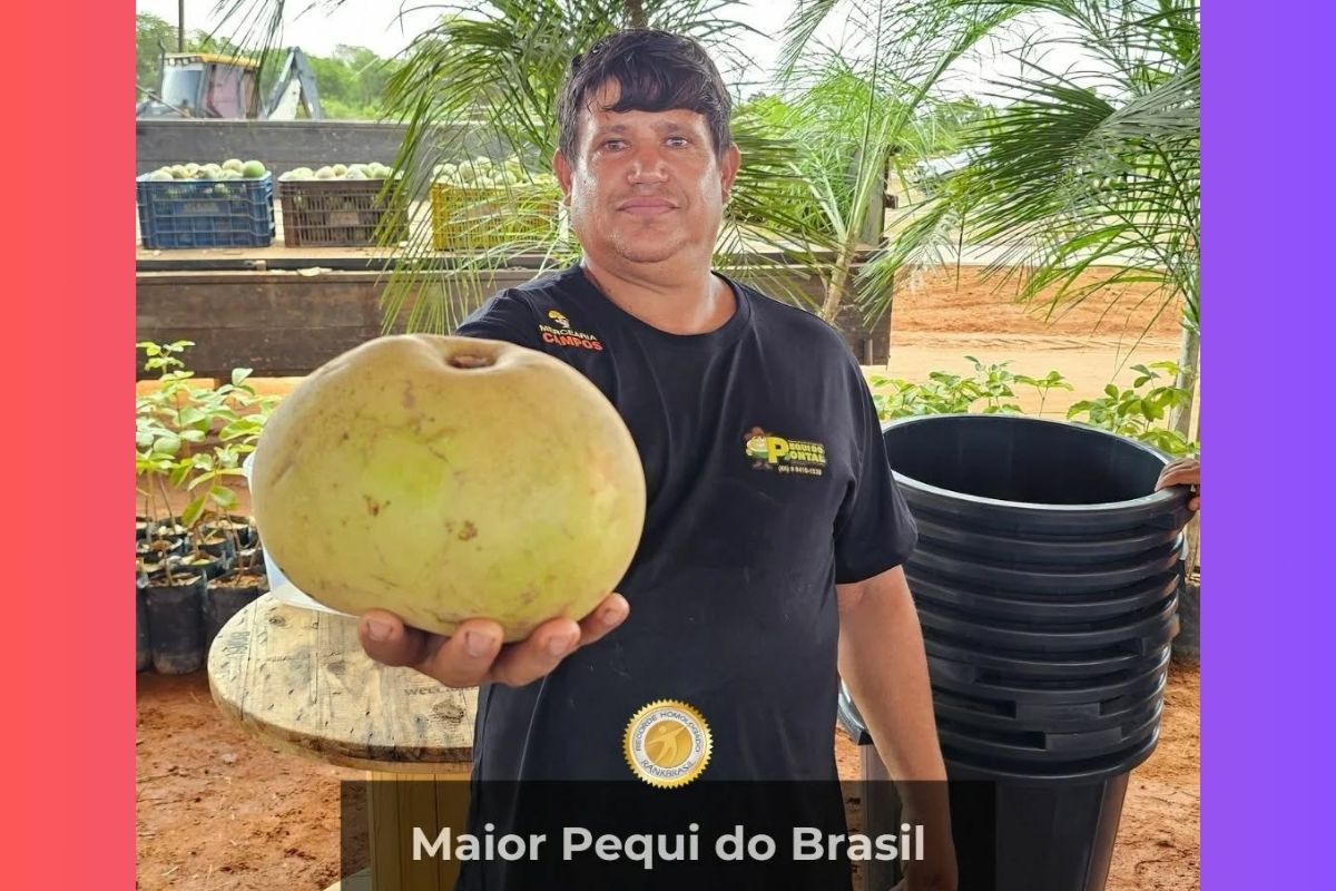 Cidade de MT entra em ranking com maior pequi do Brasil de 2,4 kg. (Foto: Reprodução/ RankBrasil)