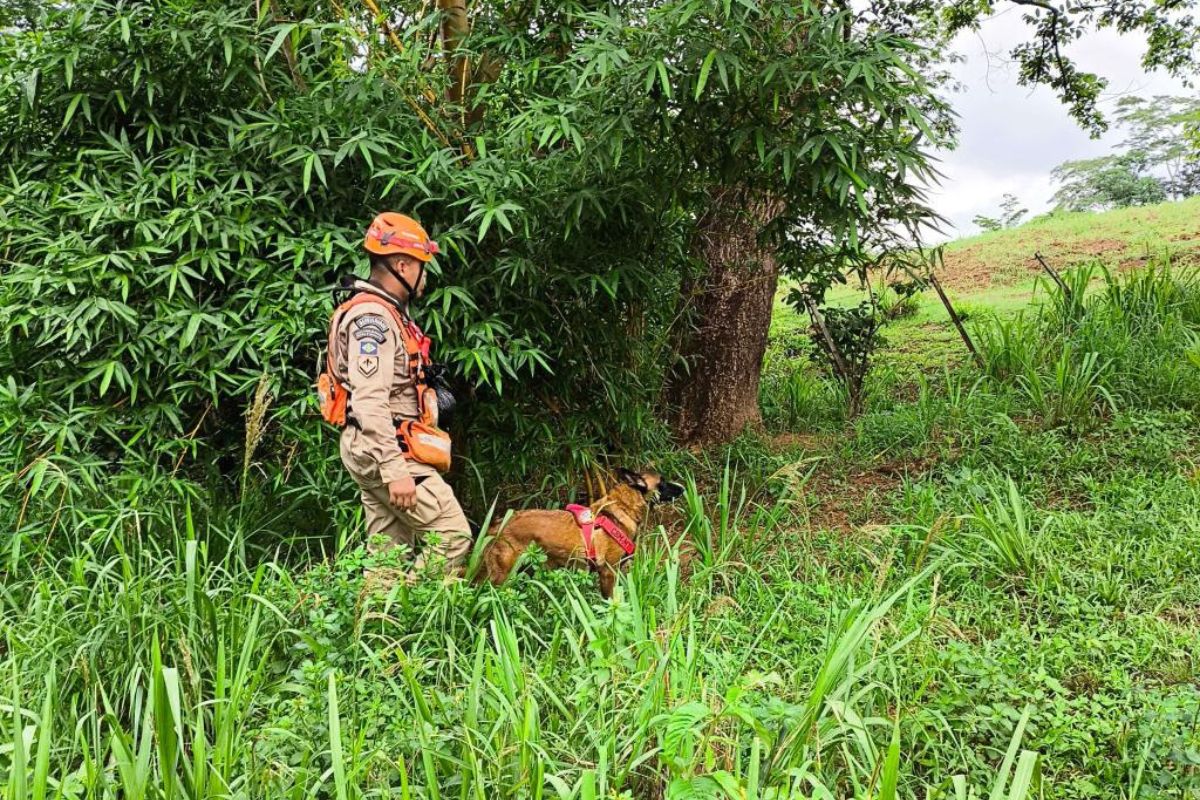 militar do corpo de bombeiros e cão treinado em área de buscas por vítima em jaciara 