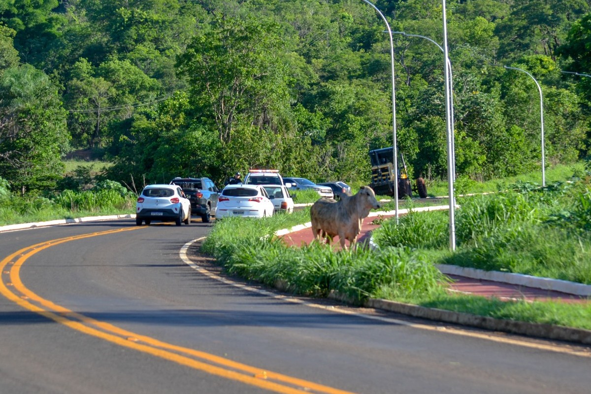 Alguns bois sobreviventes ficaram caminhando pelo acostamento (Foto: Laziney Martins)