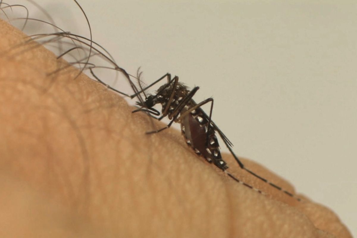 mosquito aedes aegypti