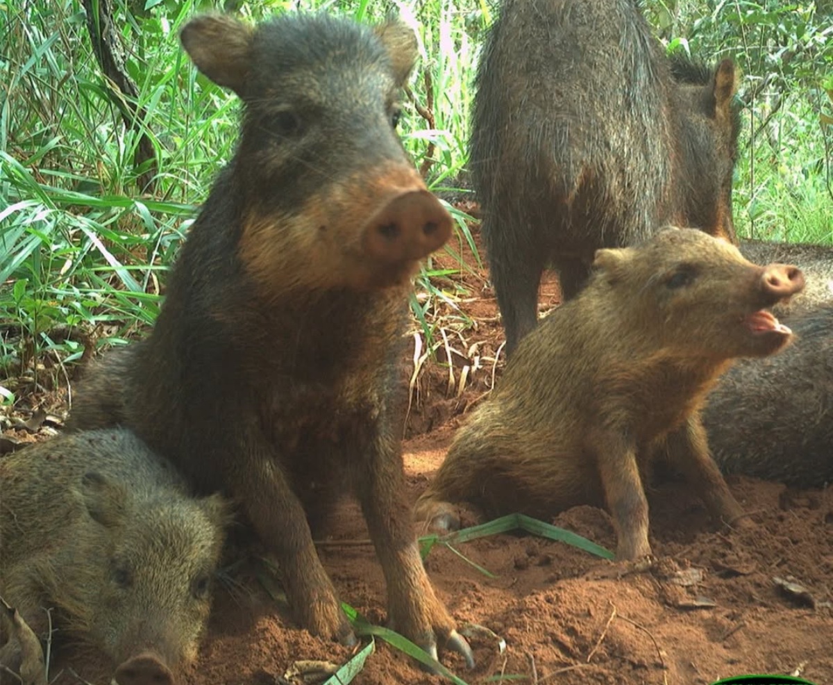 Família de queixada flagrada no Pantanal (Foto: Reprodução/Projeto Tatu-canastra)