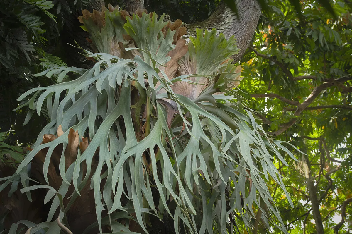 1 chifre de veado planta gettyimages casaejardim