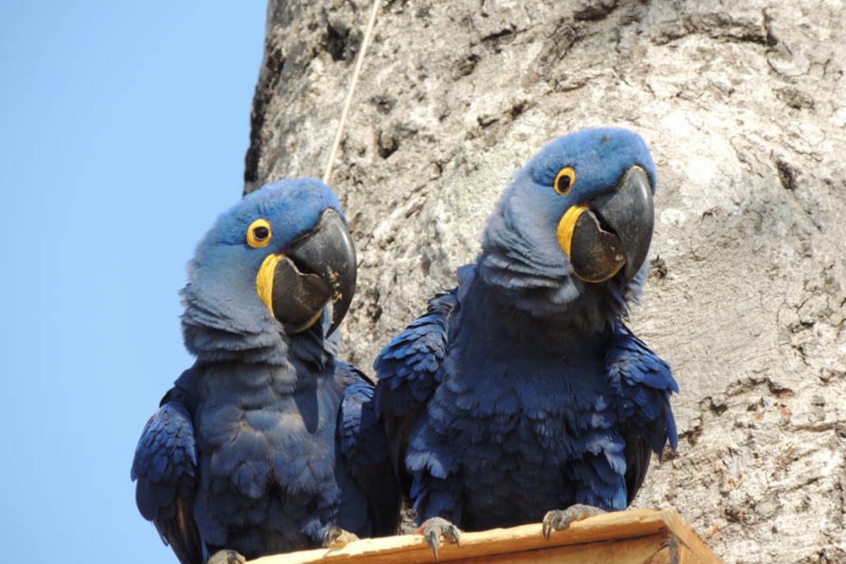 (Foto: Reprodução/ Instituto Arara Azul)