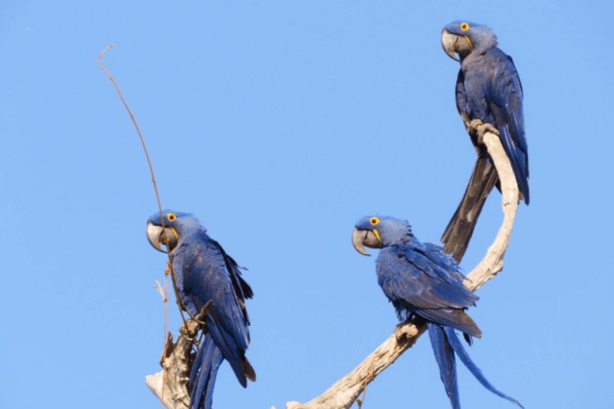 (Foto: Reprodução/ Instituto Arara Azul)