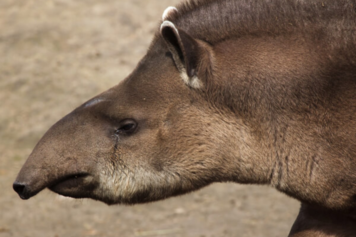 (Foto: Reprodução/ Onçafari)