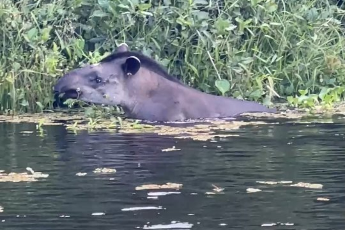 (Foto: Reprodução/Onçafari)