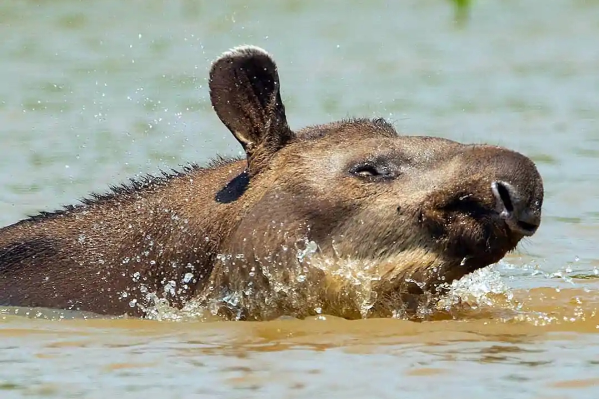 (Foto: Daniel de Granville)