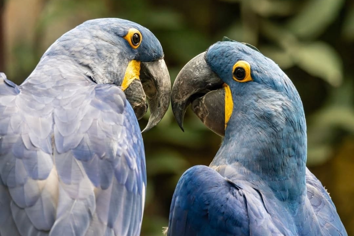 (Foto: Reprodução/ Instituto Arara Azul)