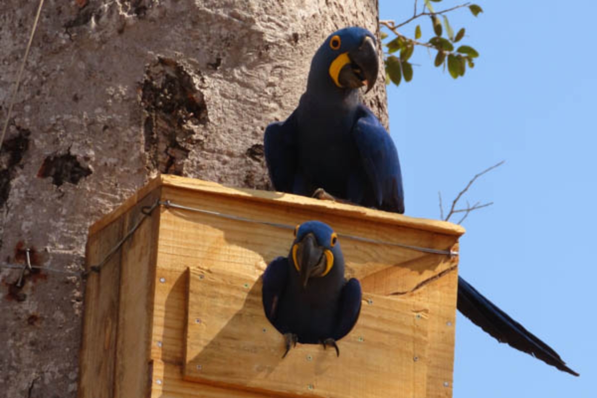 (Foto: Reprodução/ Instituto Arara Azul)