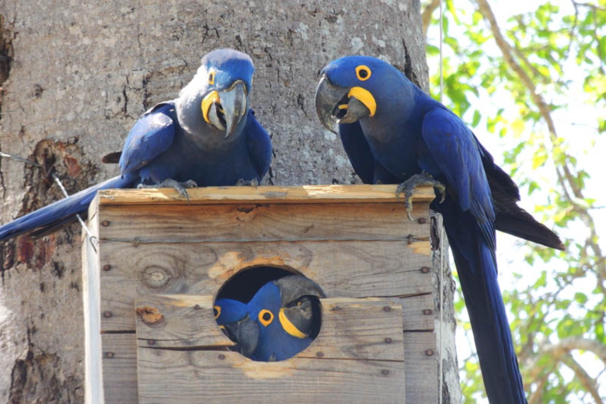 (Foto: Reprodução/ Instituto Arara Azul)