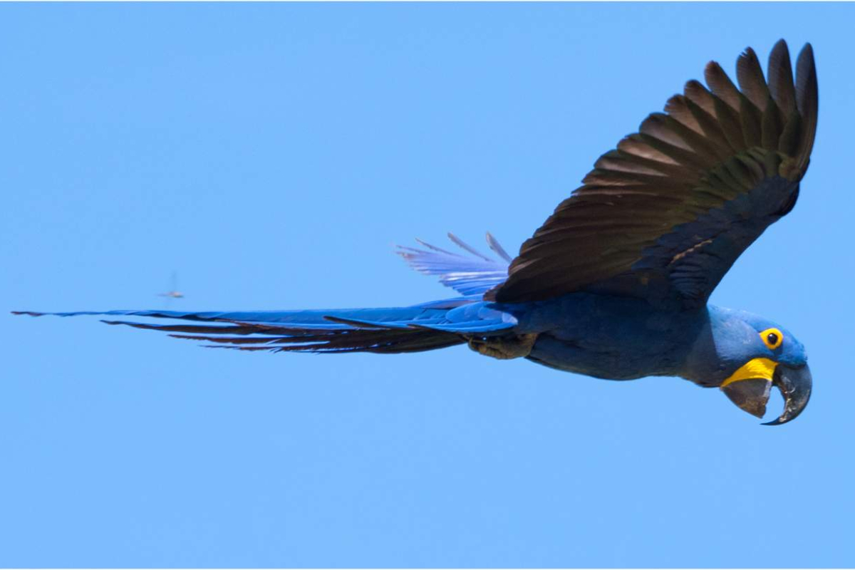 (Foto: Reprodução/ Instituto Arara Azul)