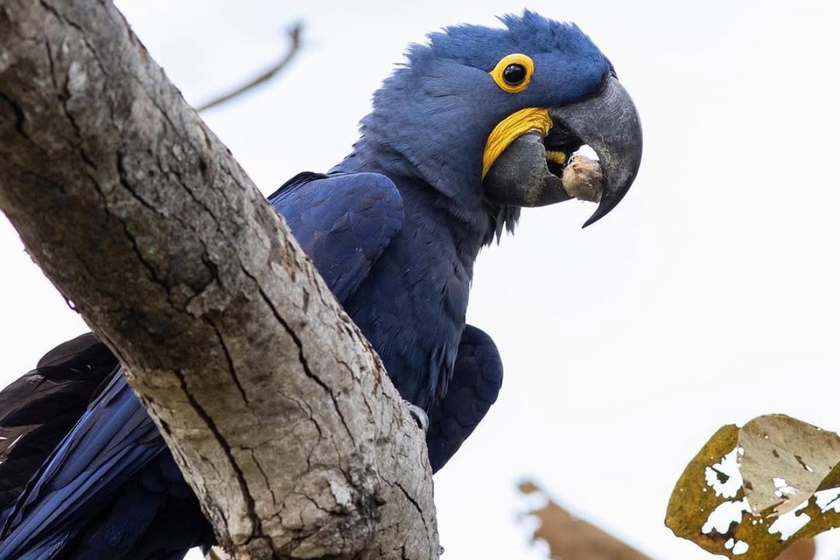 (Foto: Reprodução/ Instituto Arara Azul)